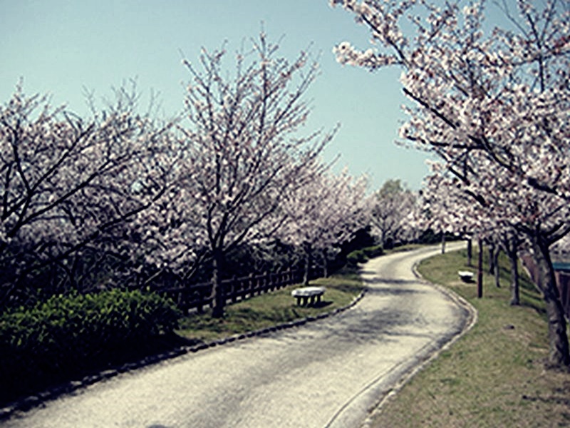 須磨浦公園　お花見