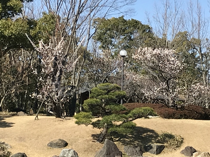 しあわせの村　日本庭園　梅