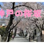 神戸　灘区　桜トンネル