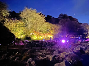 六甲高山植物園ライトアップ